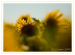 05 Natur